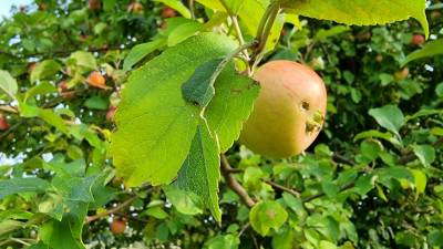Der Weg von Jerichow nach Steinitz ist durch etliche Obstbäume geprägt.
