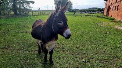 Impressionen Steinitz